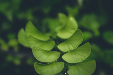 Green plant soft focus